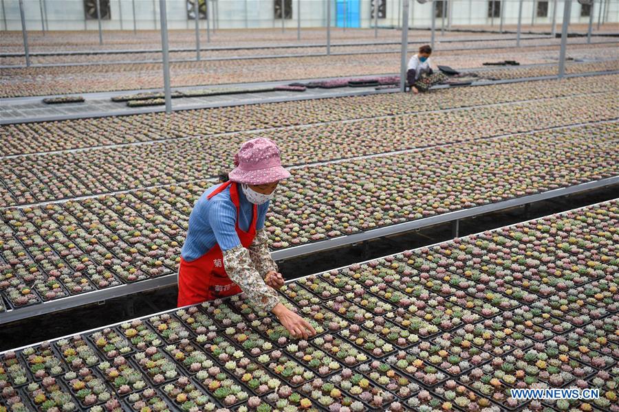 CHINA-JIANGSU-SUCCULENTS-CULTIVATION(CN)