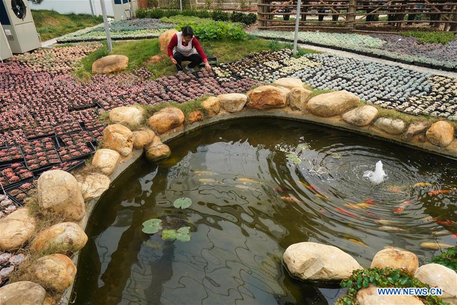 CHINA-JIANGSU-SUCCULENTS-CULTIVATION(CN)