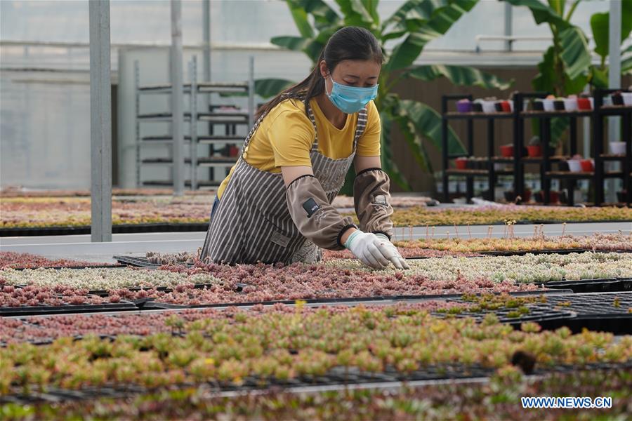 CHINA-JIANGSU-SUCCULENTS-CULTIVATION(CN)