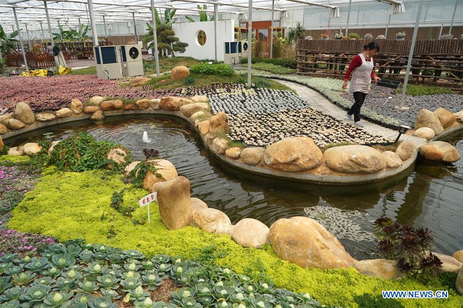 CHINA-JIANGSU-SUCCULENTS-CULTIVATION(CN)