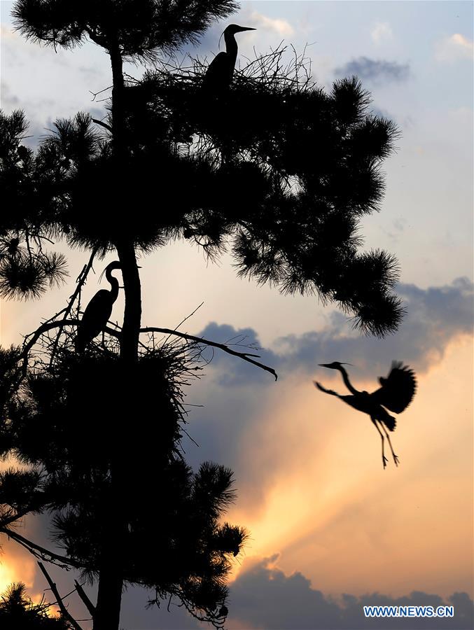 CHINA-SHANXI-HERON (CN)