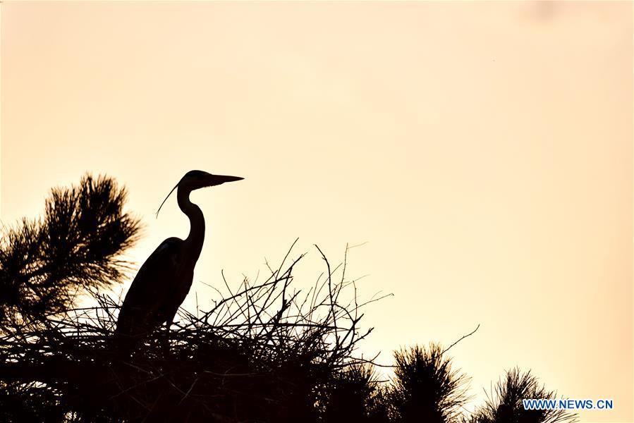 CHINA-SHANXI-HERON (CN)