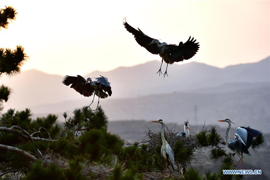 CHINA-SHANXI-HERON (CN)