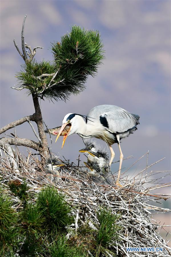 CHINA-SHANXI-HERON (CN)