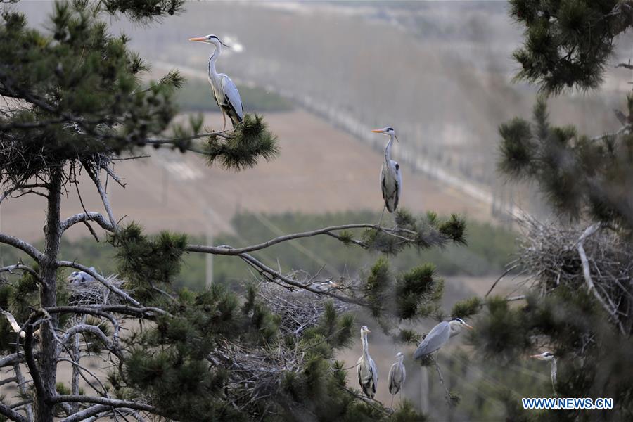 CHINA-SHANXI-HERON (CN)