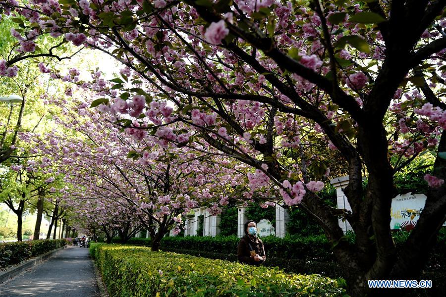 Scenery of cherry blossoms in Shanghai China Minutes