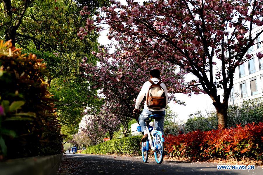 Scenery of cherry blossoms in Shanghai China Minutes