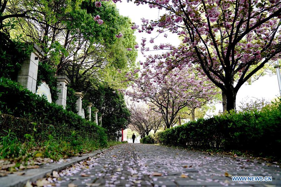 Scenery of cherry blossoms in Shanghai Xinhua English.news.cn