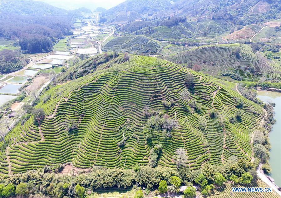 CHINA-FUJIAN-WUYISHAN-SPRING TEA (CN)