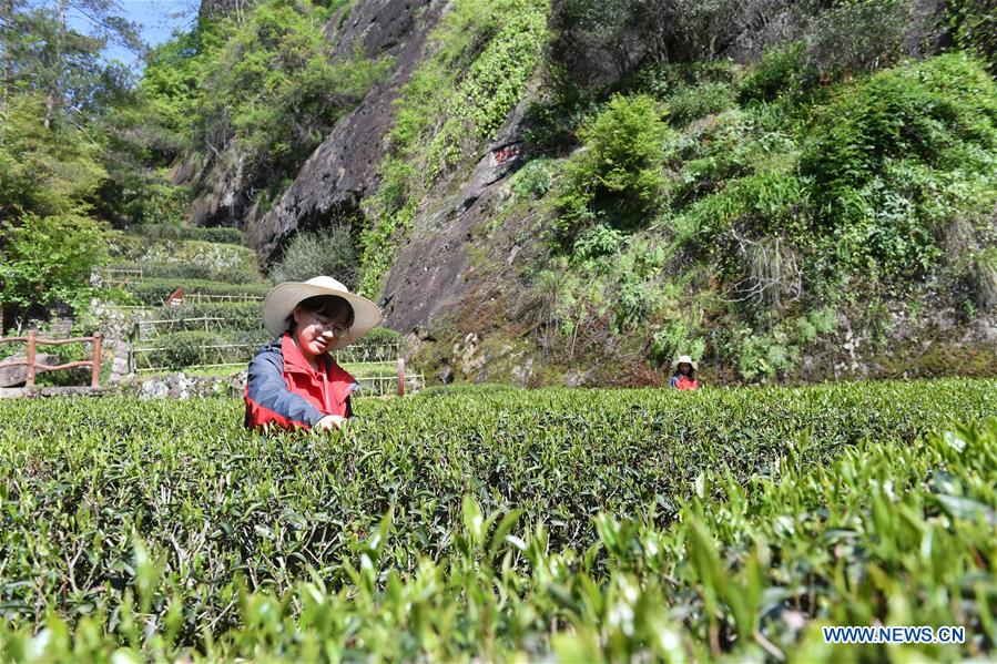 CHINA-FUJIAN-WUYISHAN-SPRING TEA (CN)