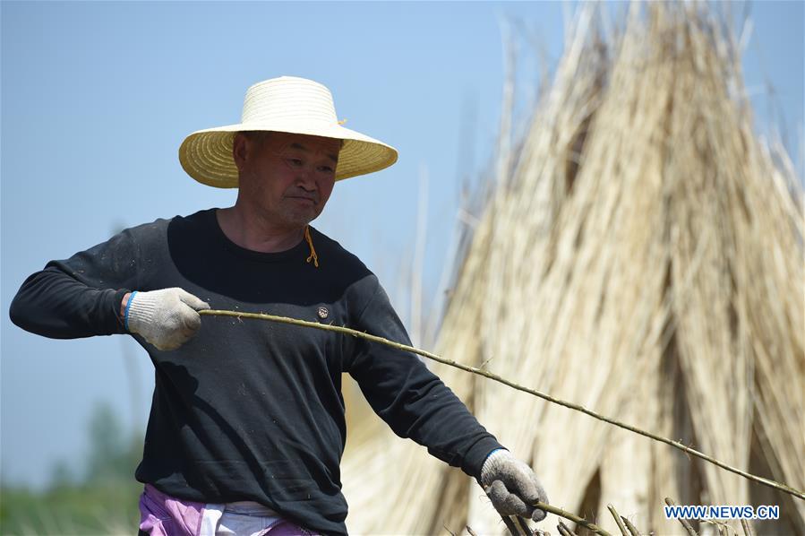 CHINA-ANHUI-FUNAN-WICKERWORK-INDUSTRY (CN)