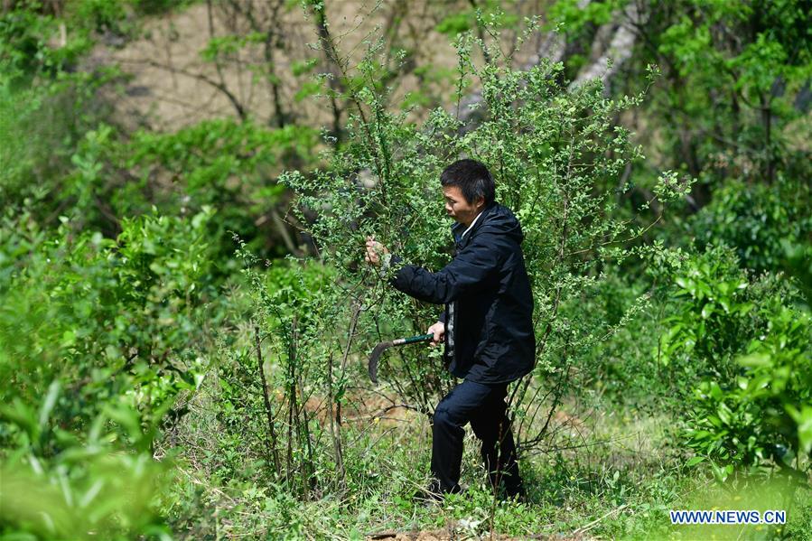 CHINA-GUANGXI-RONGAN-POVERTY RELIEF PIONEER (CN)