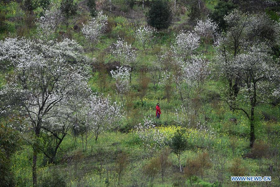 CHINA-GUANGXI-RONGAN-POVERTY RELIEF PIONEER (CN)