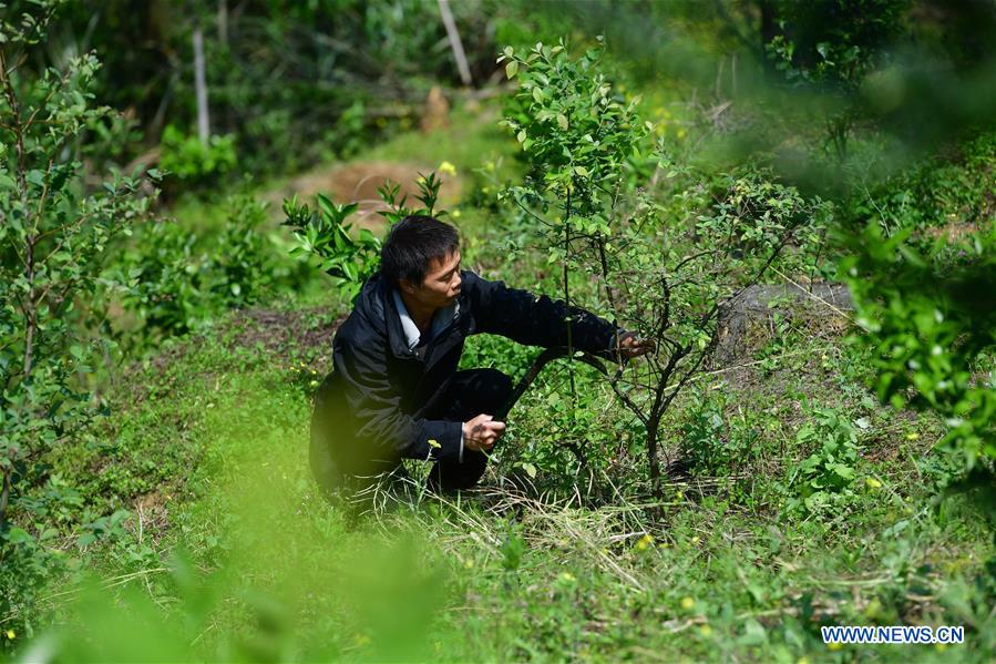CHINA-GUANGXI-RONGAN-POVERTY RELIEF PIONEER (CN)