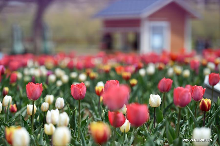 CHINA-GANSU-YONGJING-TULIPS (CN)