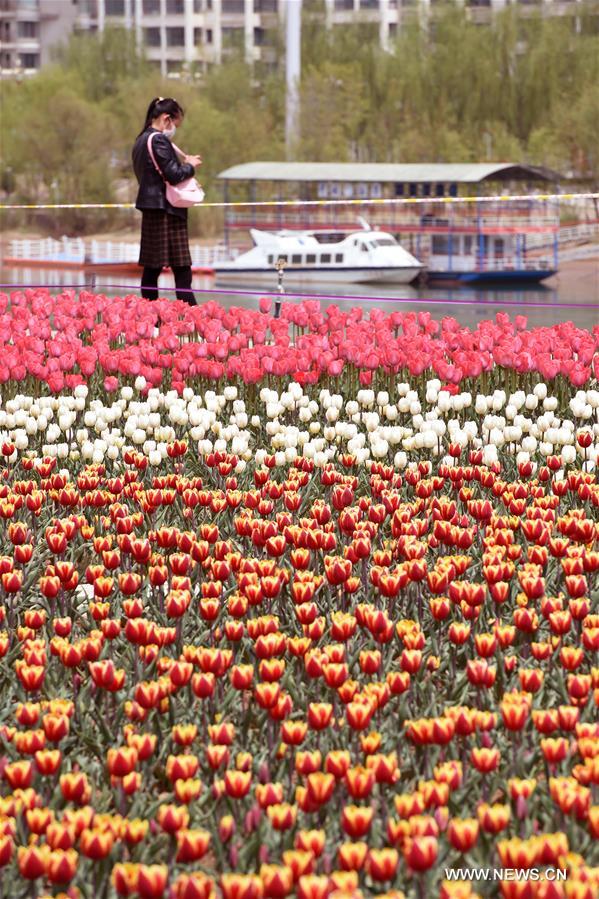 CHINA-GANSU-YONGJING-TULIPS (CN)