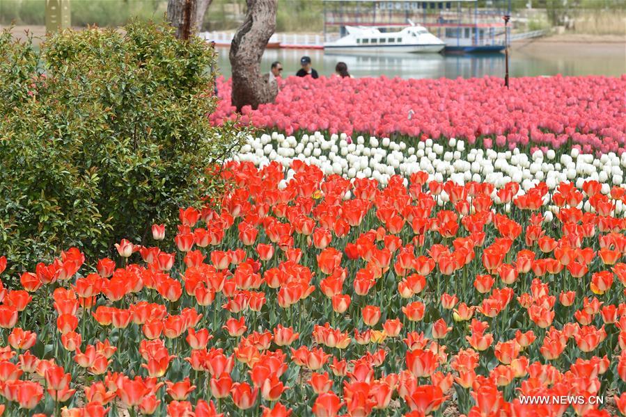 CHINA-GANSU-YONGJING-TULIPS (CN)