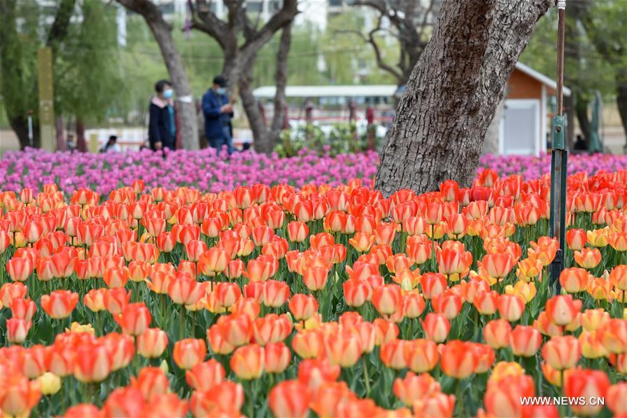 CHINA-GANSU-YONGJING-TULIPS (CN)