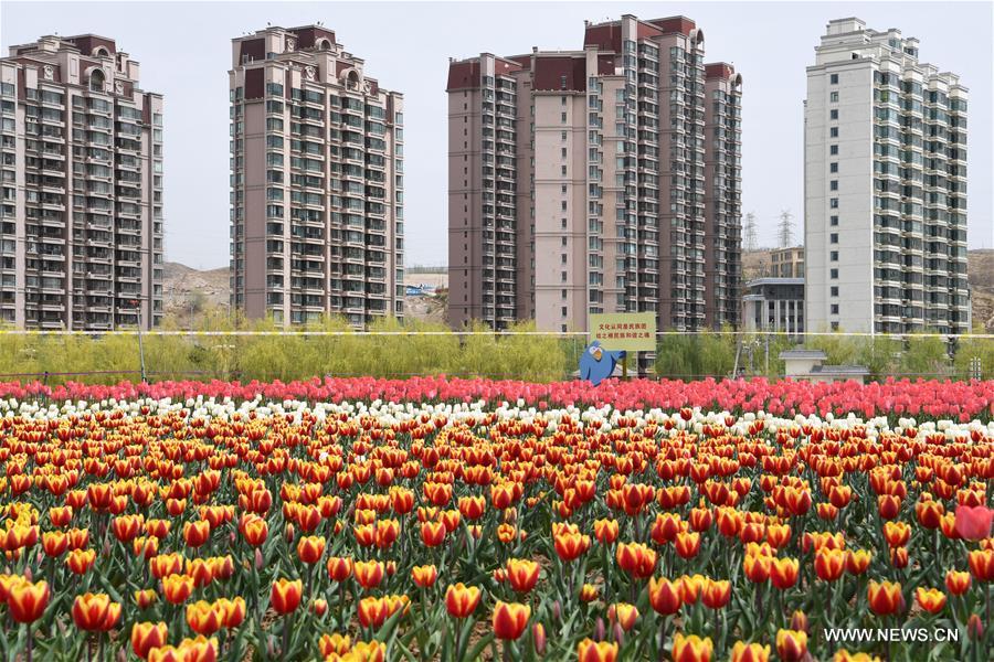CHINA-GANSU-YONGJING-TULIPS (CN)