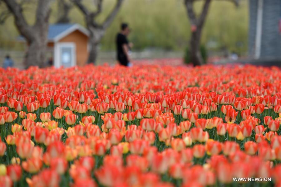 CHINA-GANSU-YONGJING-TULIPS (CN)