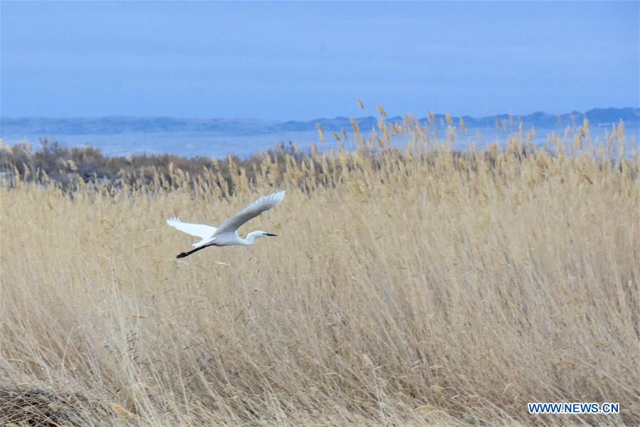 CHINA-XINJIANG-ULUNGUR LAKE-BIRD (CN)