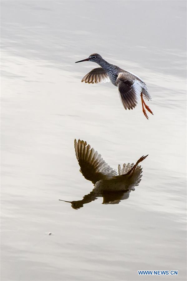 CHINA-XINJIANG-ULUNGUR LAKE-BIRD (CN)