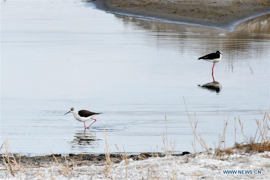 CHINA-XINJIANG-ULUNGUR LAKE-BIRD (CN)