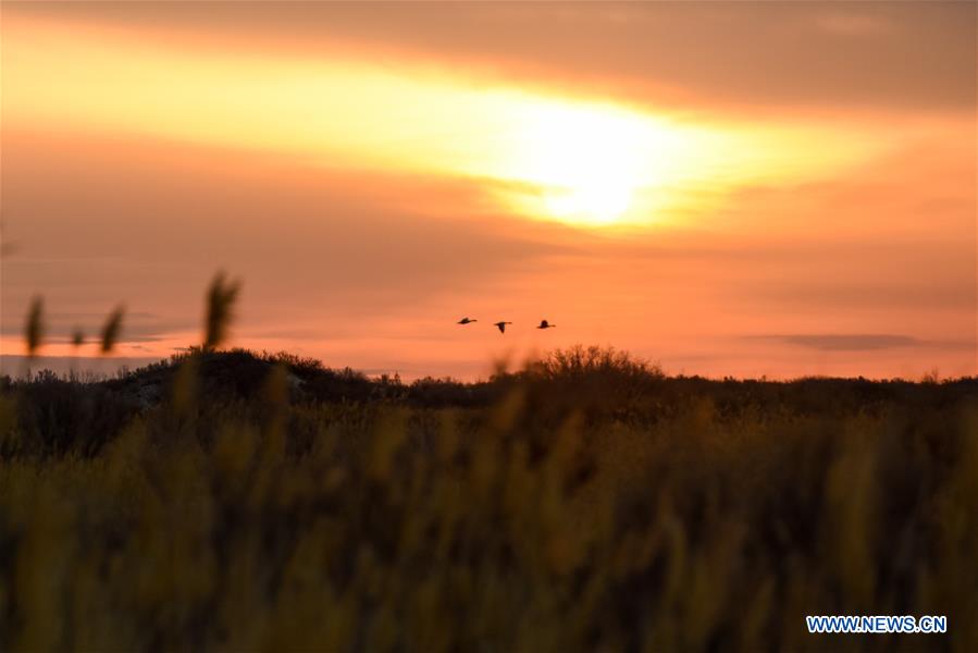 CHINA-XINJIANG-ULUNGUR LAKE-BIRD (CN)