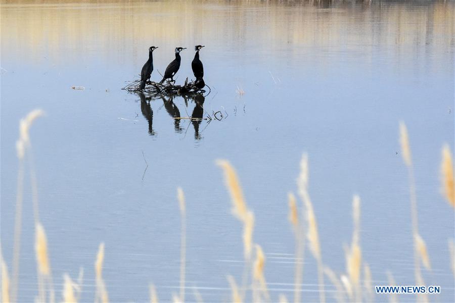 CHINA-XINJIANG-ULUNGUR LAKE-BIRD (CN)