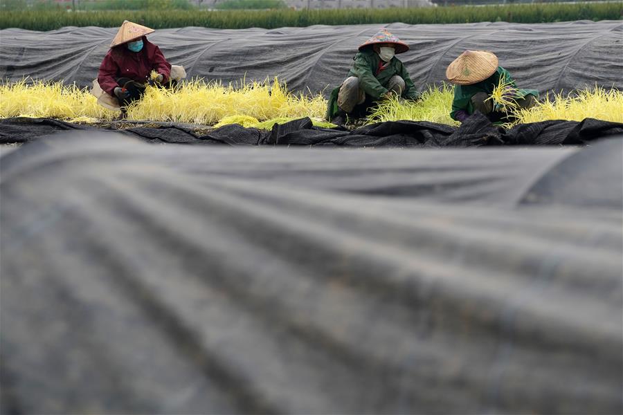CHINA-JIANGSU-FARMWORK (CN)