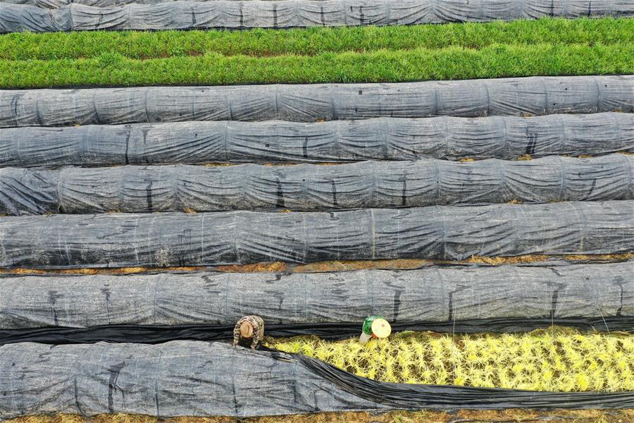 CHINA-JIANGSU-FARMWORK (CN)