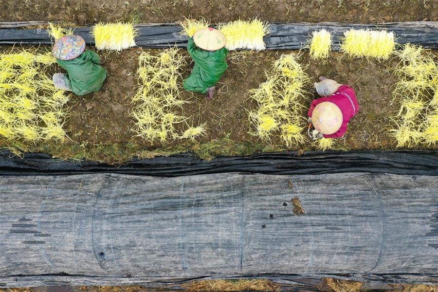 CHINA-JIANGSU-FARMWORK (CN)