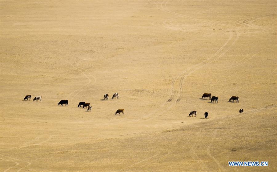 CHINA-INNER MONGOLIA-SPRING SCENERY (CN)