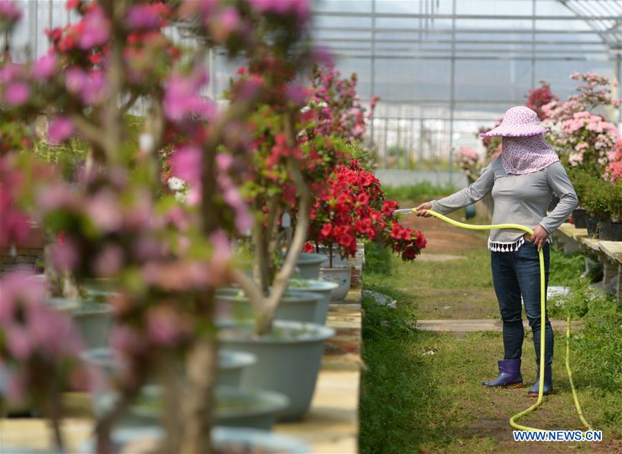CHINA-FUJIAN-ZHOUNING-FLOWER INDUSTRY (CN)
