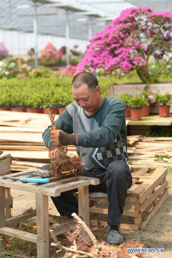CHINA-FUJIAN-ZHOUNING-FLOWER INDUSTRY (CN)