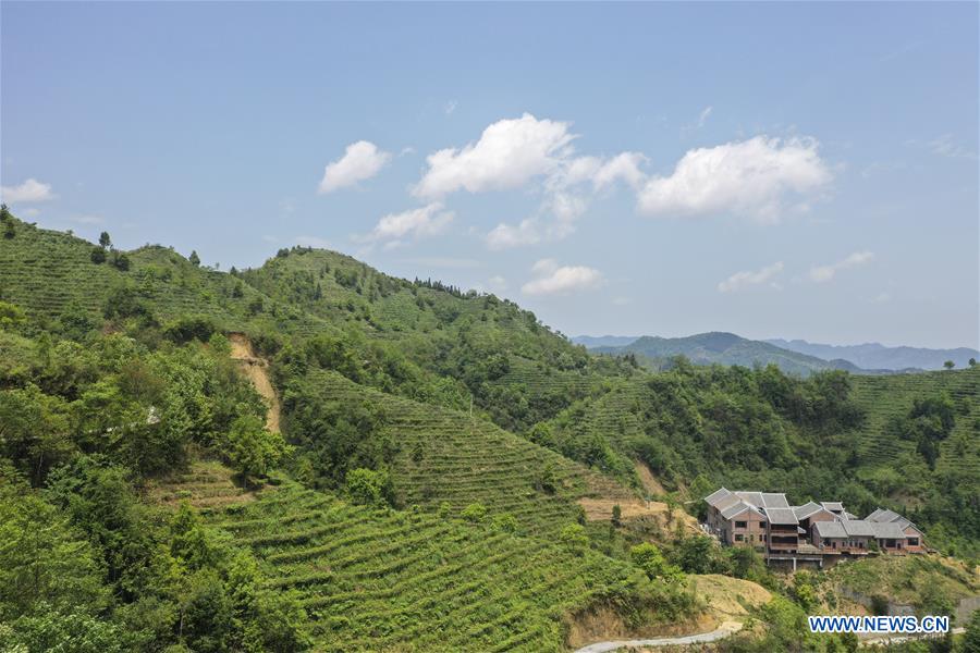 CHINA-GUANGXI-LINGYUN-TEA INDUSTRY-POVERTY ALLEVIATION (CN)