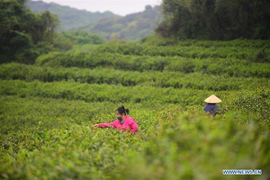 #CHINA-GUYU-AGRICULTURE-FARM WORK (CN)