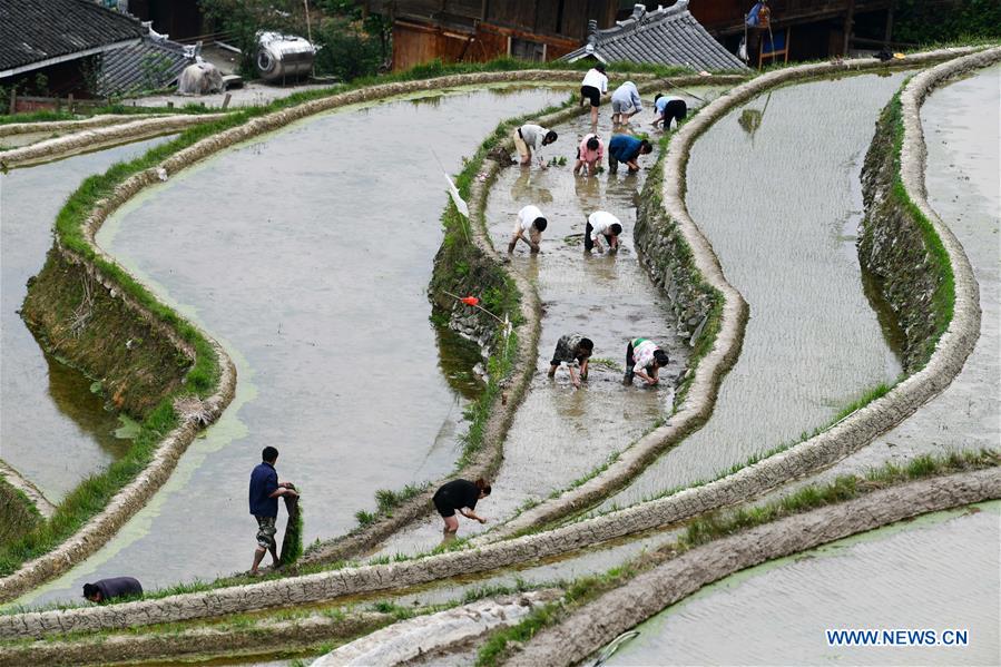 CHINA-GUIZHOU-CONGJIANG-TERRACED FIELDS (CN)