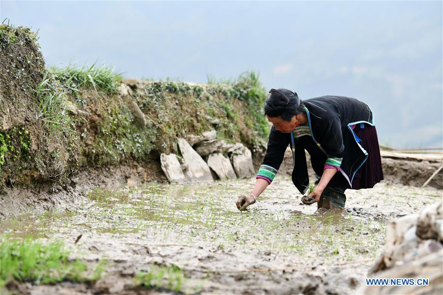 CHINA-GUIZHOU-CONGJIANG-TERRACED FIELDS (CN)