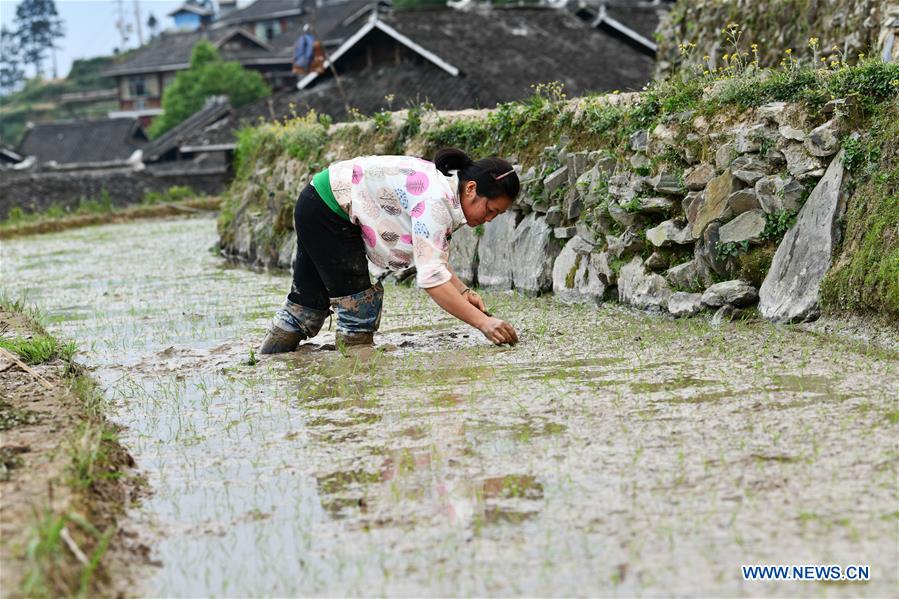 CHINA-GUIZHOU-CONGJIANG-TERRACED FIELDS (CN)