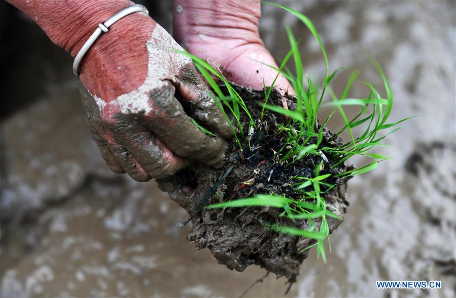 CHINA-GUIZHOU-CONGJIANG-TERRACED FIELDS (CN)