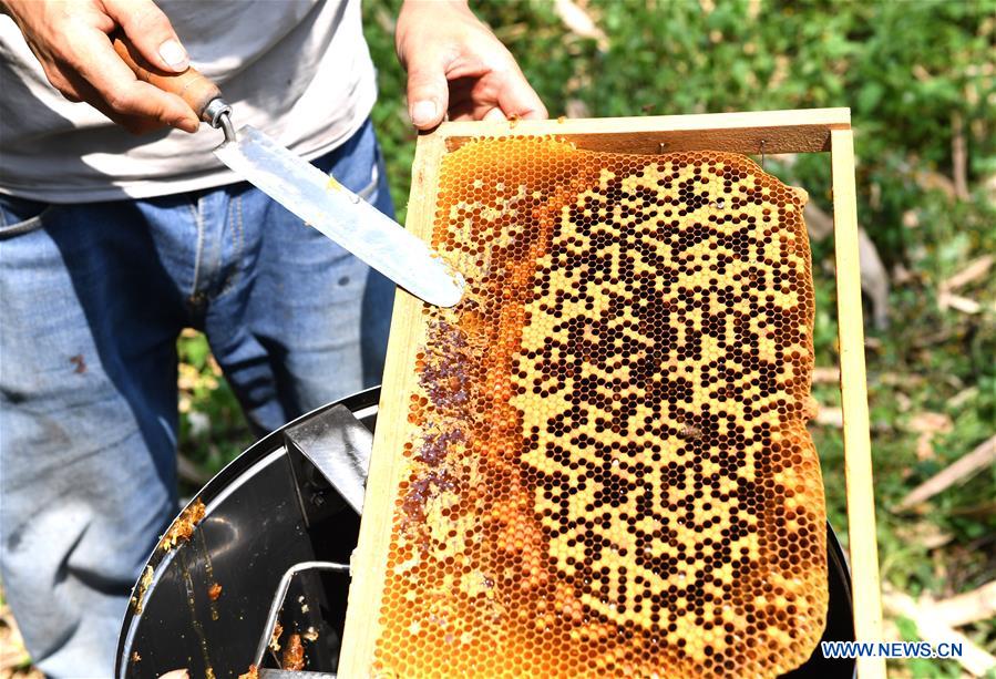 CHINA-GUANGXI-LEYE-BEEKEEPING-POVERTY ALLEVIATION (CN)