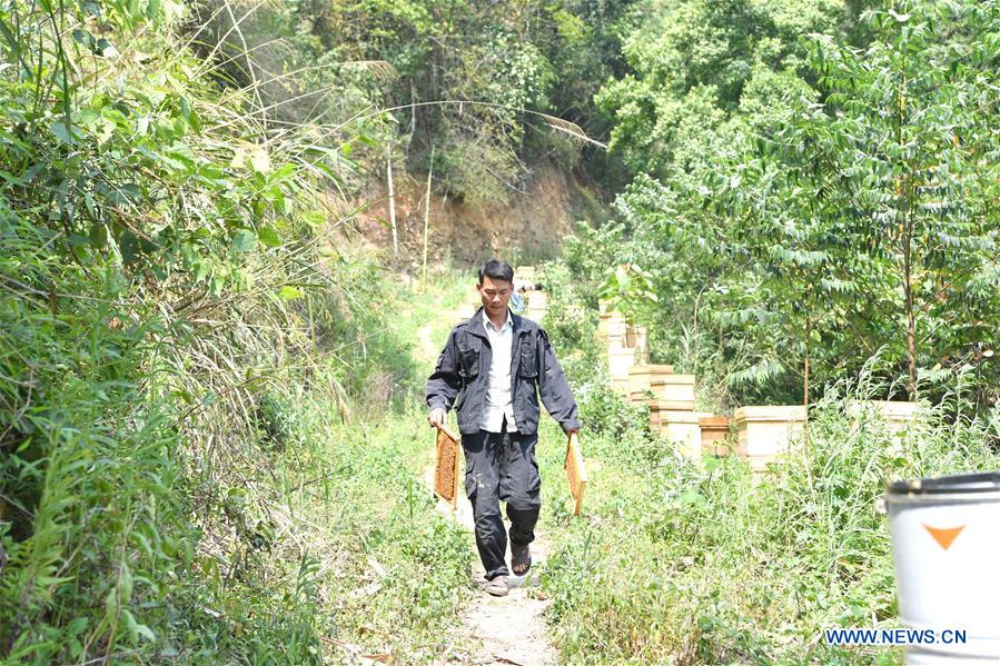 CHINA-GUANGXI-LEYE-BEEKEEPING-POVERTY ALLEVIATION (CN)