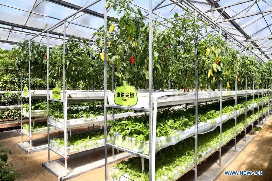 CHINA-SHANDONG-SHOUGUANG-SOILLESS CULTIVATION (CN)