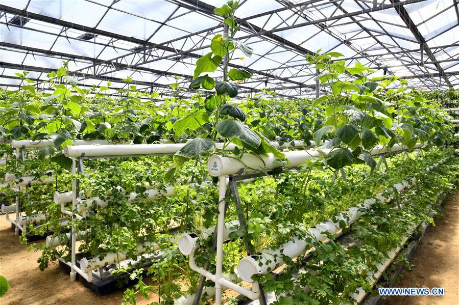 CHINA-SHANDONG-SHOUGUANG-SOILLESS CULTIVATION (CN)