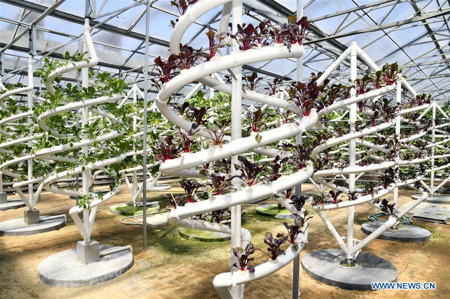 CHINA-SHANDONG-SHOUGUANG-SOILLESS CULTIVATION (CN)