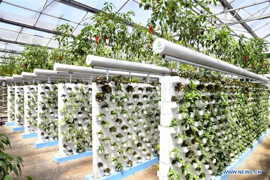 CHINA-SHANDONG-SHOUGUANG-SOILLESS CULTIVATION (CN)