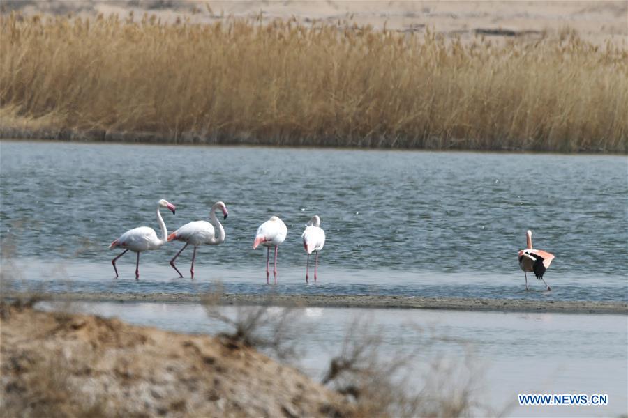 CHINA-INNER MONGOLIA-FLAMINGO (CN)