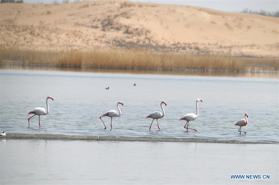 CHINA-INNER MONGOLIA-FLAMINGO (CN)