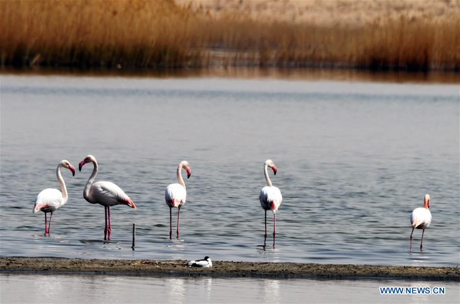 CHINA-INNER MONGOLIA-FLAMINGO (CN)